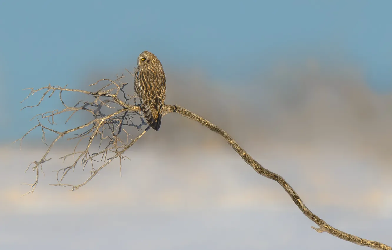 Photo wallpaper bokeh, back, branch, eared owl