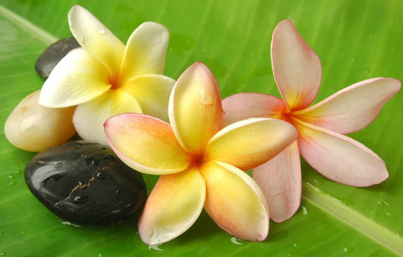 Photo wallpaper leaves, water, drops, flowers, Rosa, stones, white, white