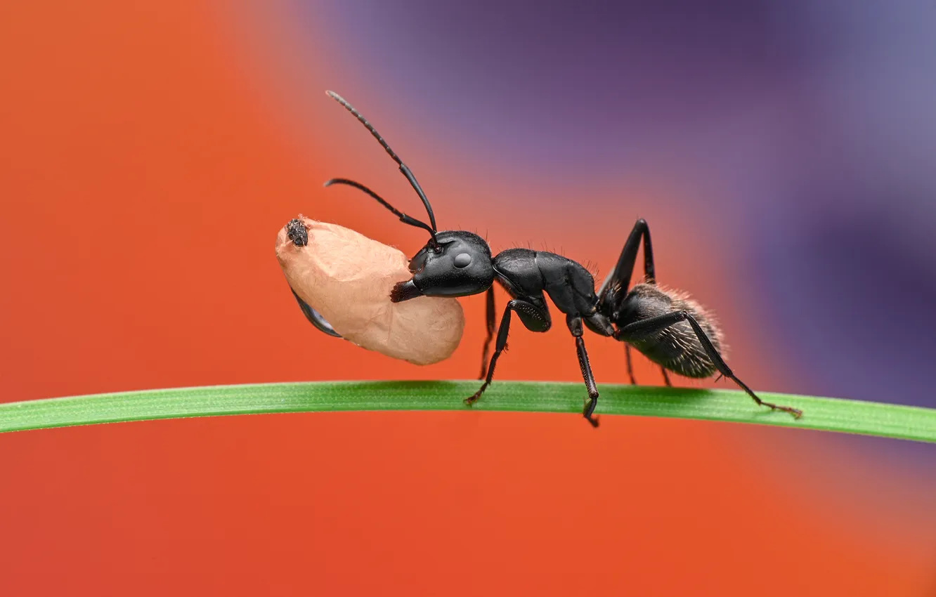 Photo wallpaper ants, a blade of grass, bokeh, the larva, Ant, Ganev Tsvetan