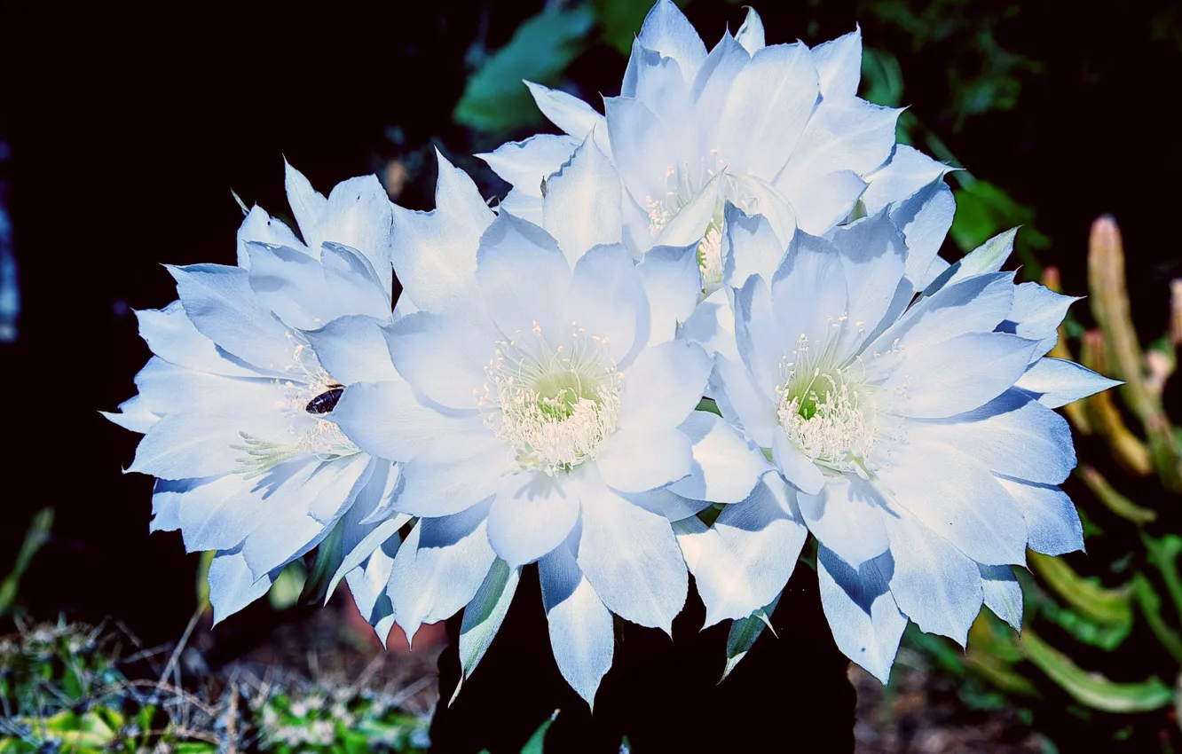 Photo wallpaper the dark background, beauty, petals, cactus, stamens, flowering, bug, light and shadow