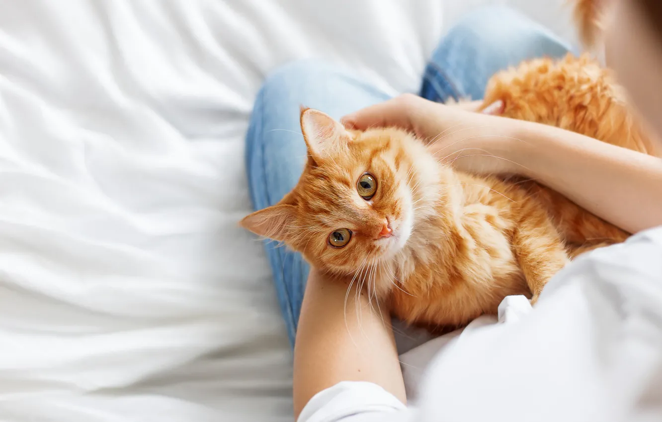 Photo wallpaper cat, cat, red, mistress