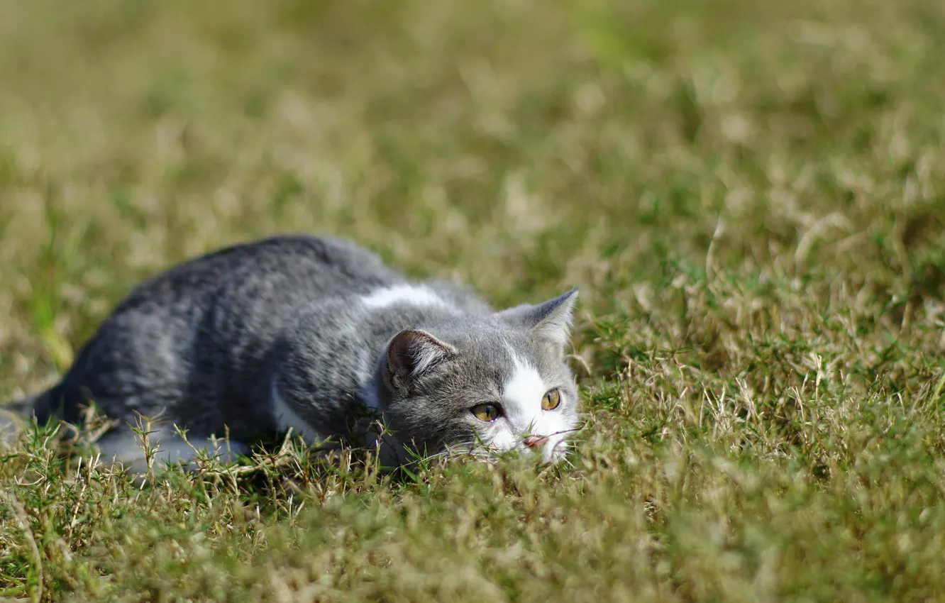 Photo wallpaper grass, kitty, cute