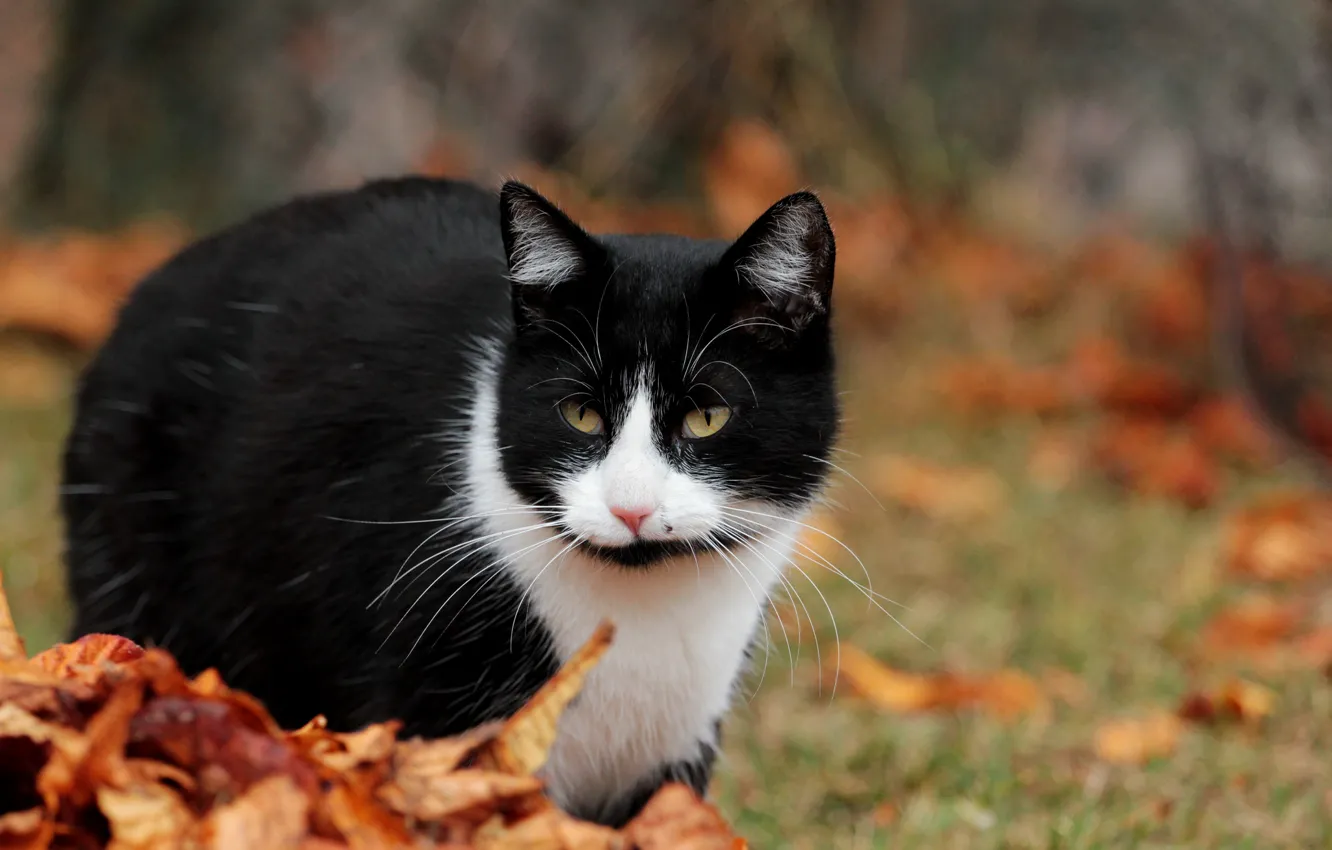 Photo wallpaper autumn, cat, leaves, cats, animal, cats