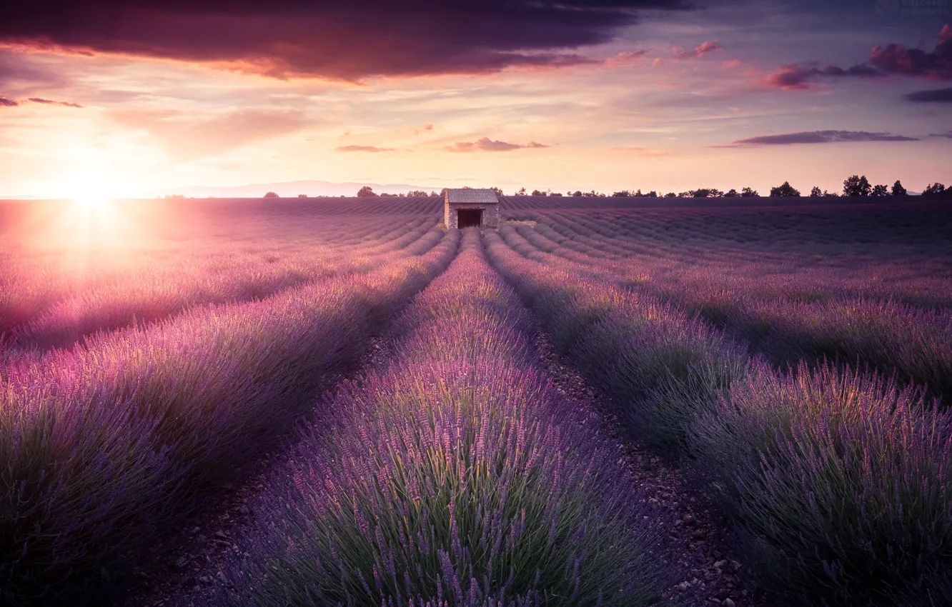 Photo wallpaper landscape, sunset, Provence, Lavender