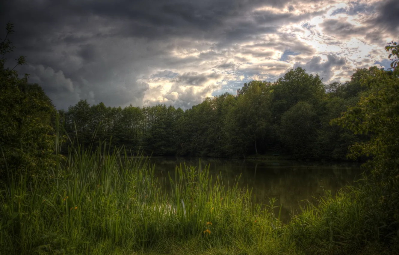 Photo wallpaper forest, summer, lake