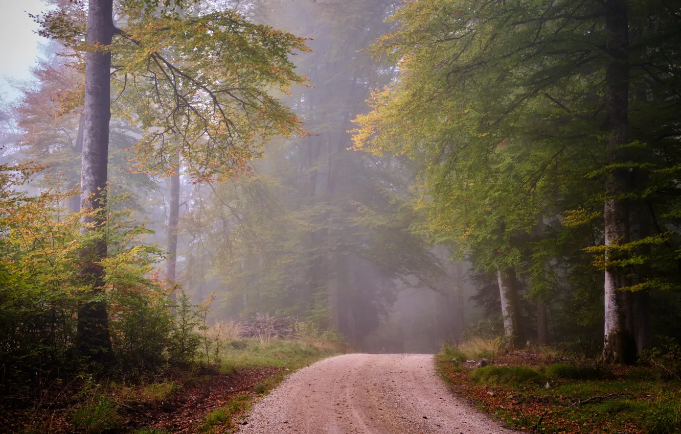 Photo wallpaper road, autumn, forest, fog, morning