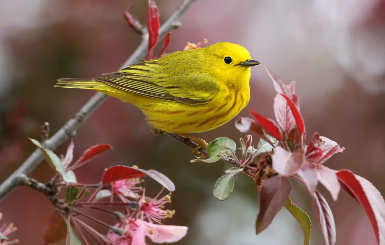 Photo wallpaper leaves, branches, yellow, bird, bird, a woodland songster