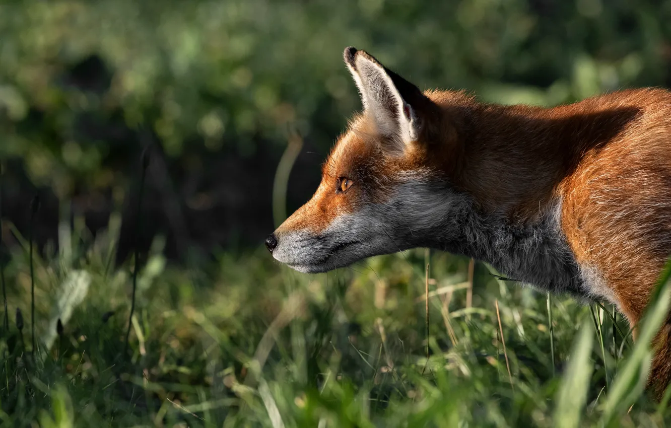 Photo wallpaper grass, look, face, light, Fox, profile