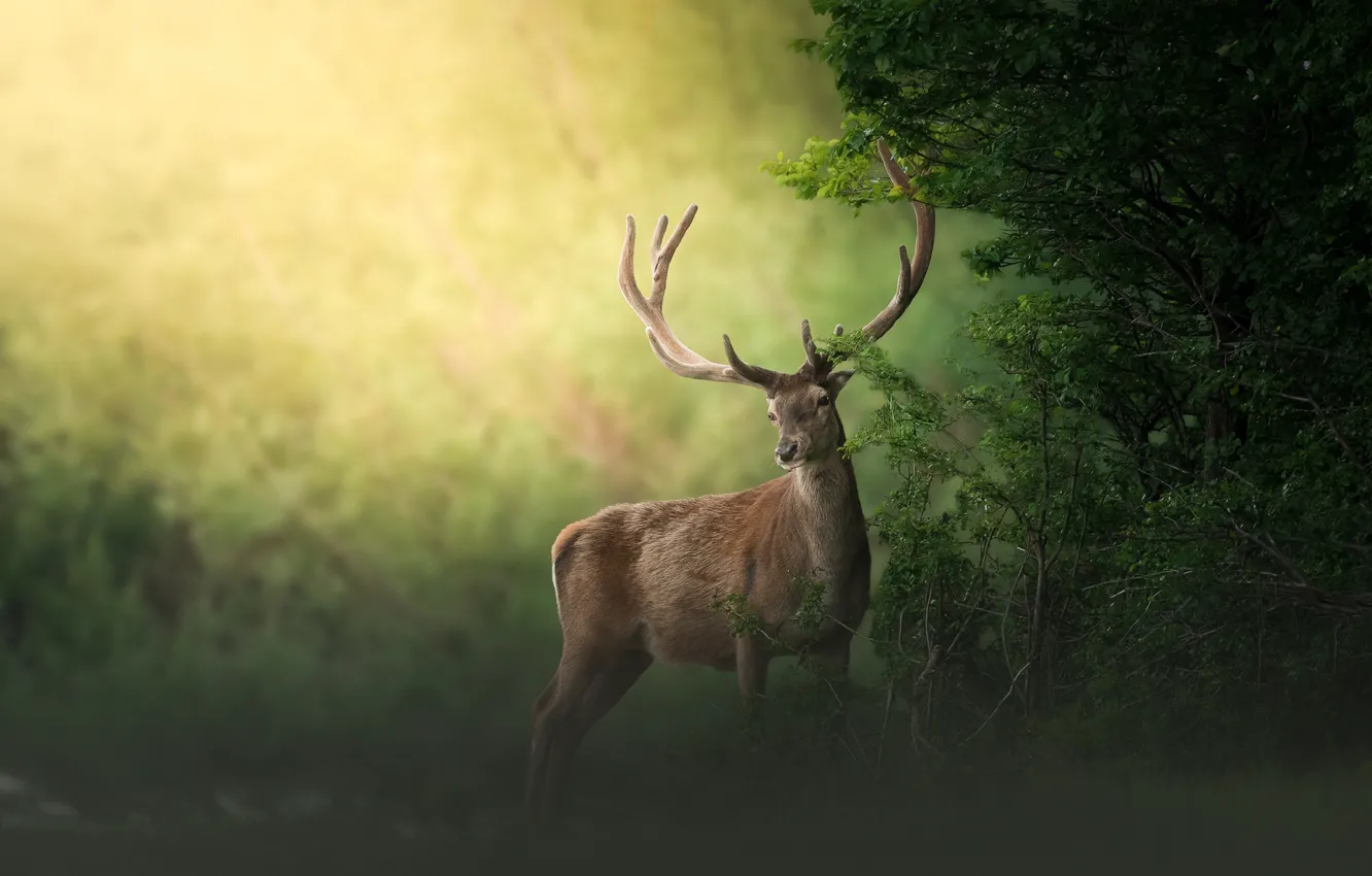 Photo wallpaper greens, forest, leaves, trees, branches, nature, pose, Park