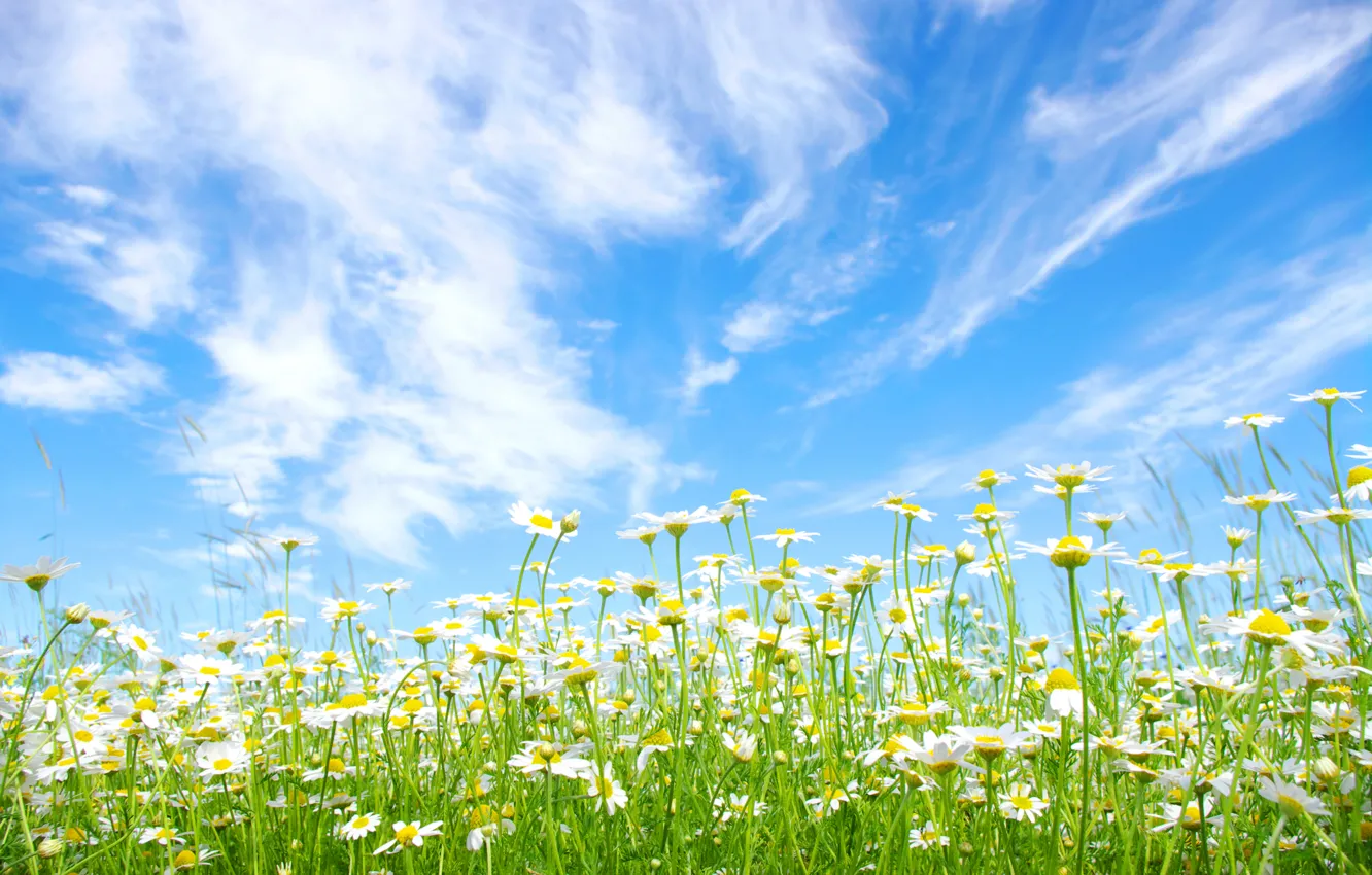 Photo wallpaper field, summer, the sky, the sun, clouds, blue, chamomile