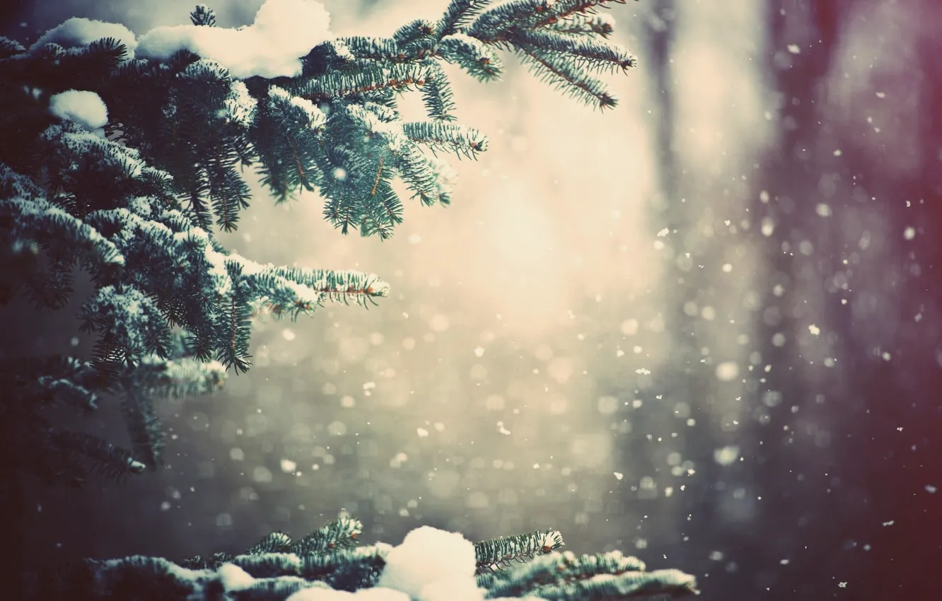 Photo wallpaper winter, forest, snow, trees, nature, branch, weather, wallpapers