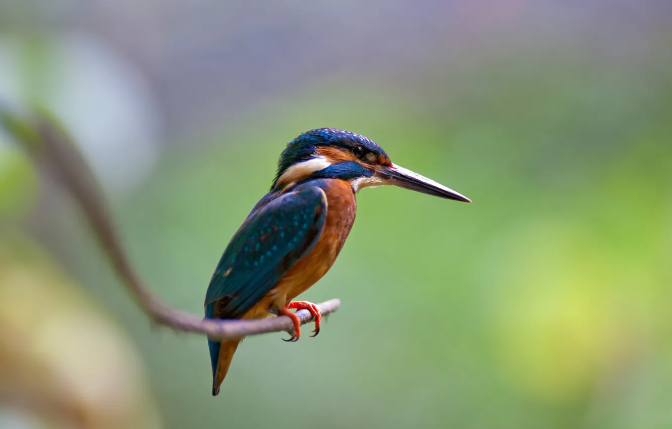 Photo wallpaper branches, bird, kingfisher, alcedo atthis, common Kingfisher
