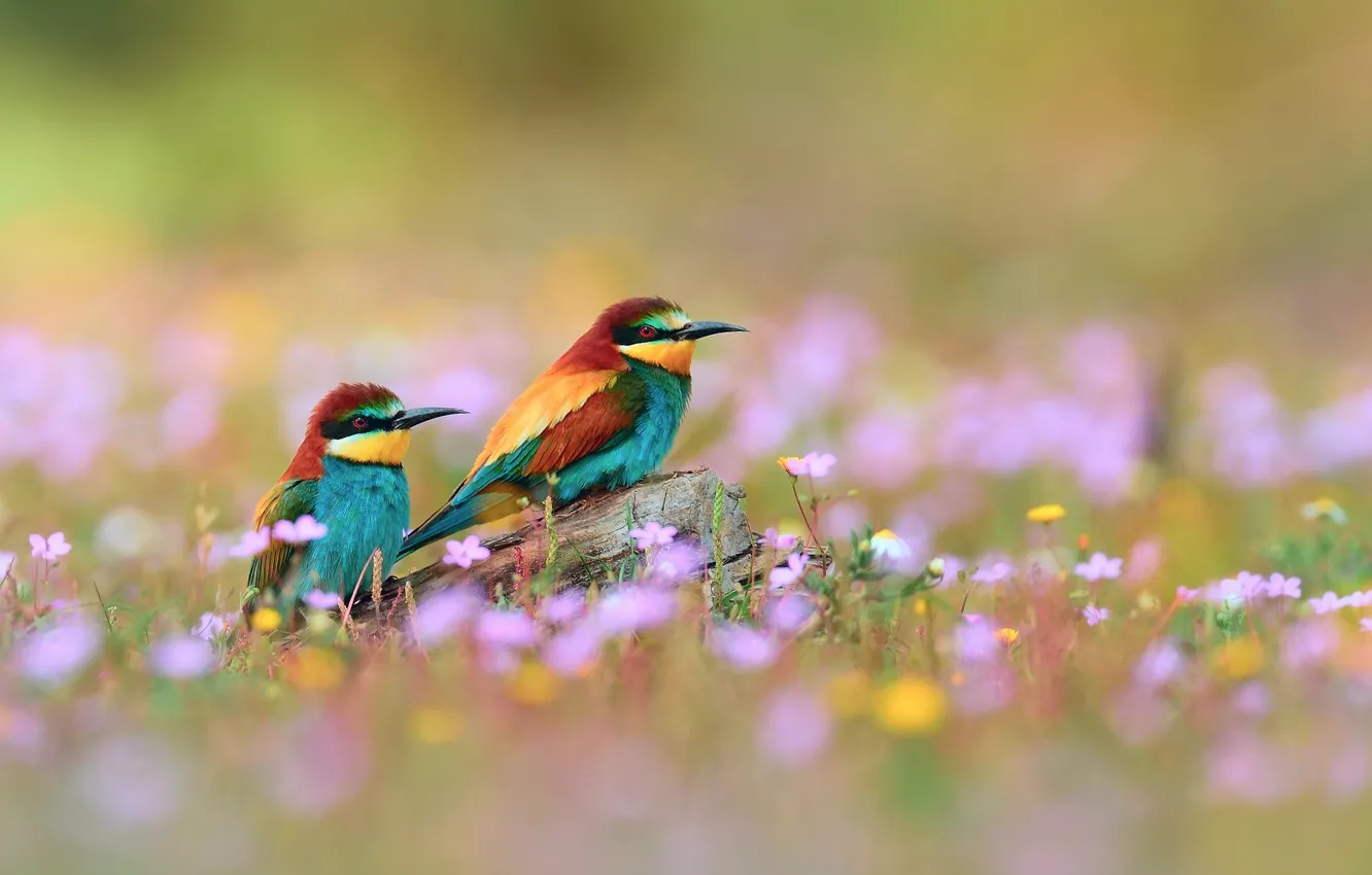 Photo wallpaper flowers, birds, branch, the European bee-eater Golden, pouloudi