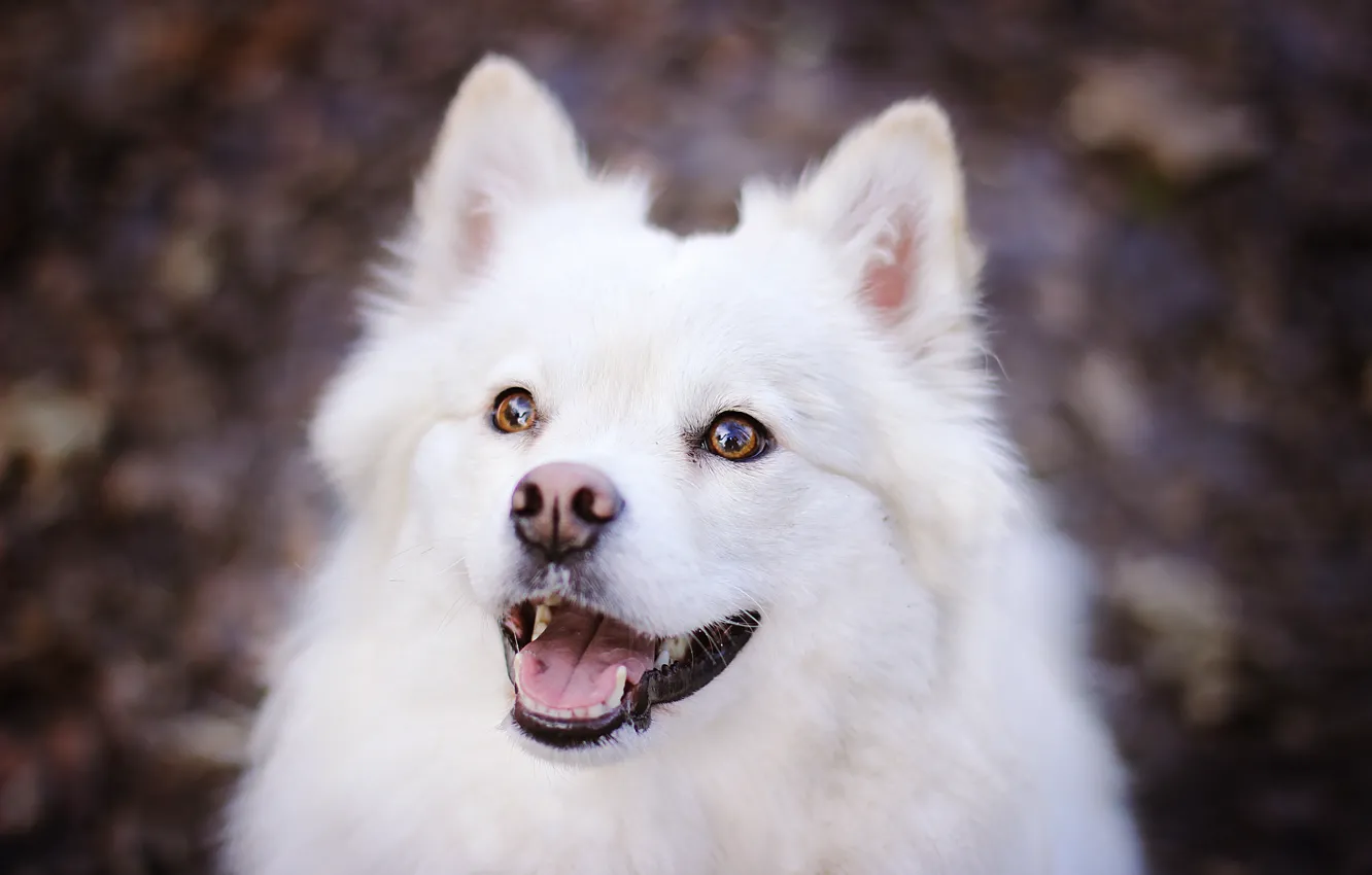 Photo wallpaper face, dog, krasava, Samoyed