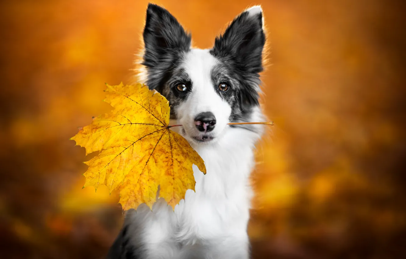 Photo wallpaper autumn, yellow, nature, background, leaf, portrait, dog, black and white