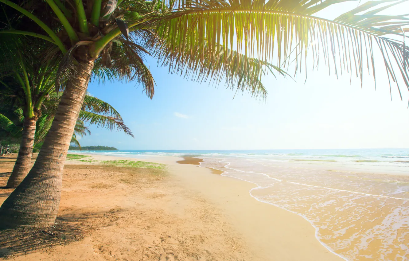 Photo wallpaper sand, sea, beach, the sun, palm trees, shore, summer, beach
