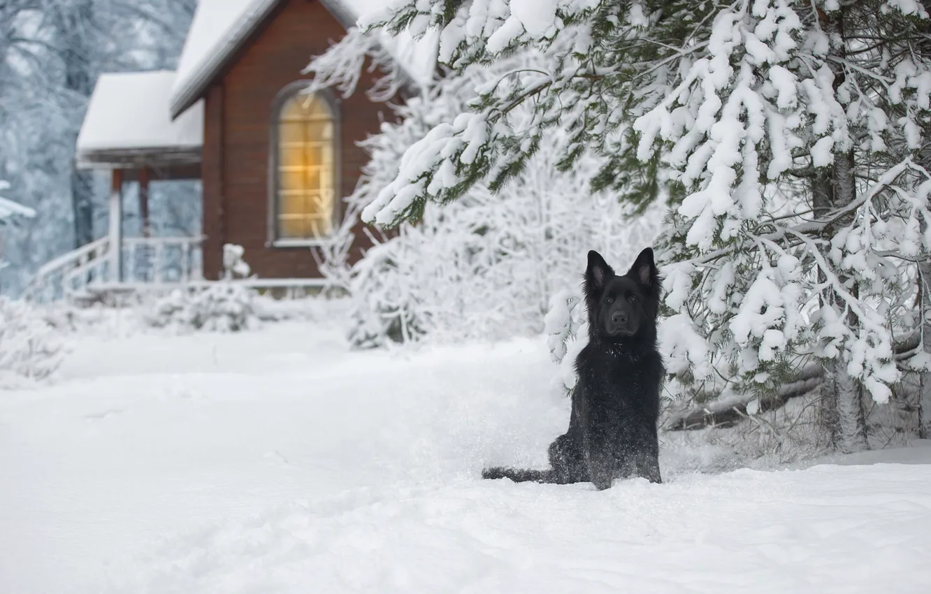Photo wallpaper winter, snow, nature, home, spruce, dog, German shepherd, Svetlana Pisareva