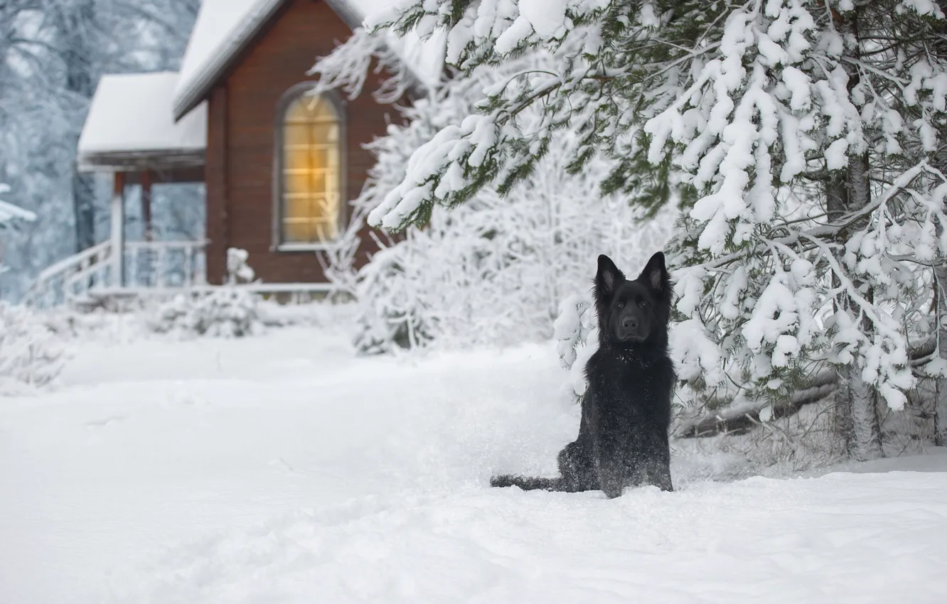 Photo wallpaper winter, snow, nature, house, spruce, dog, German shepherd, Svetlana Pisareva