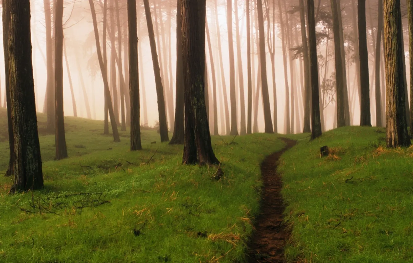 Photo wallpaper forest, fog, path