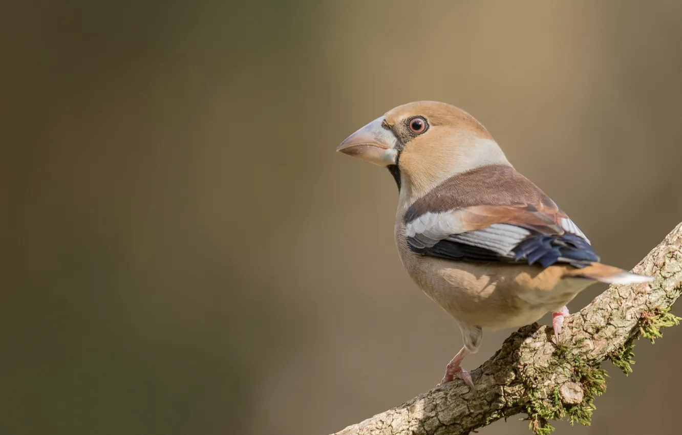 Photo wallpaper branches, bird, Grosbeak