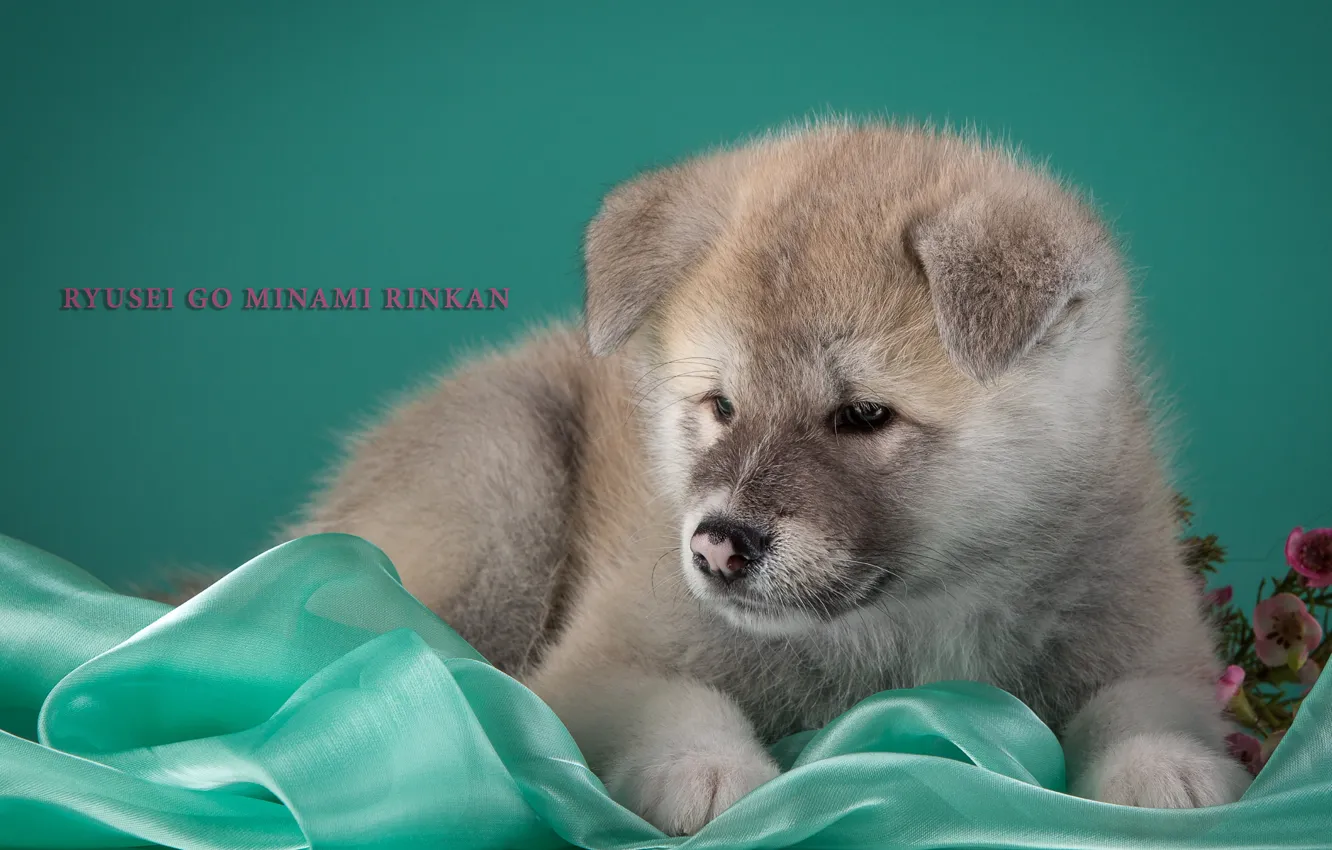 Photo wallpaper puppy, beige, Japanese Akita