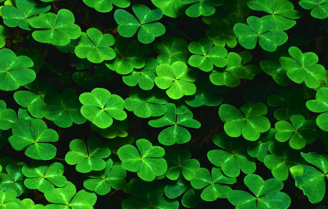 Photo wallpaper leaves, thickets, clover