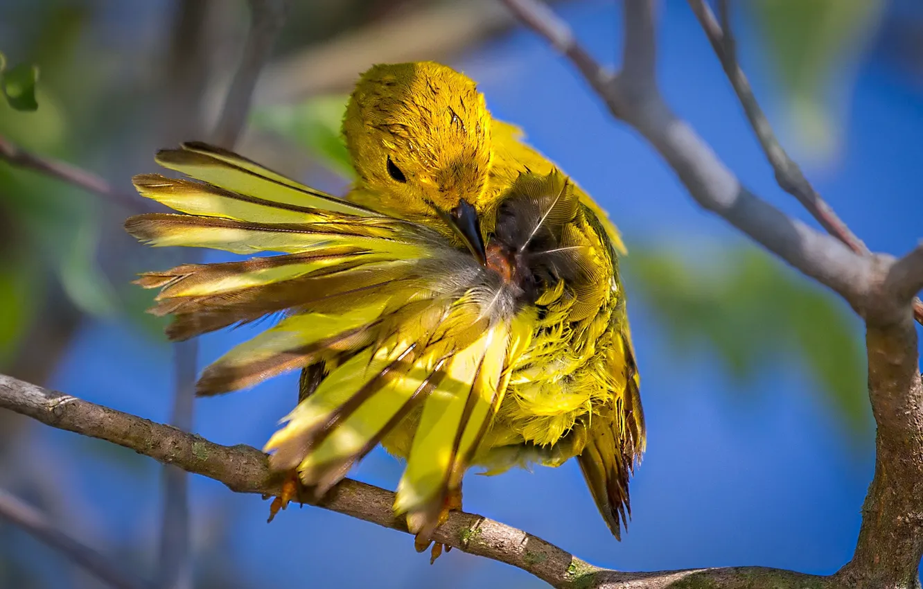 Photo wallpaper bird, branch, feathers, yellow drevenica