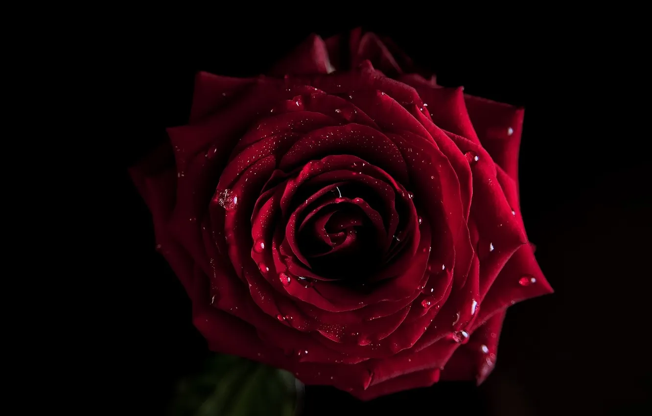 Photo wallpaper water, drops, flowers, roses, petals, buds, flowers