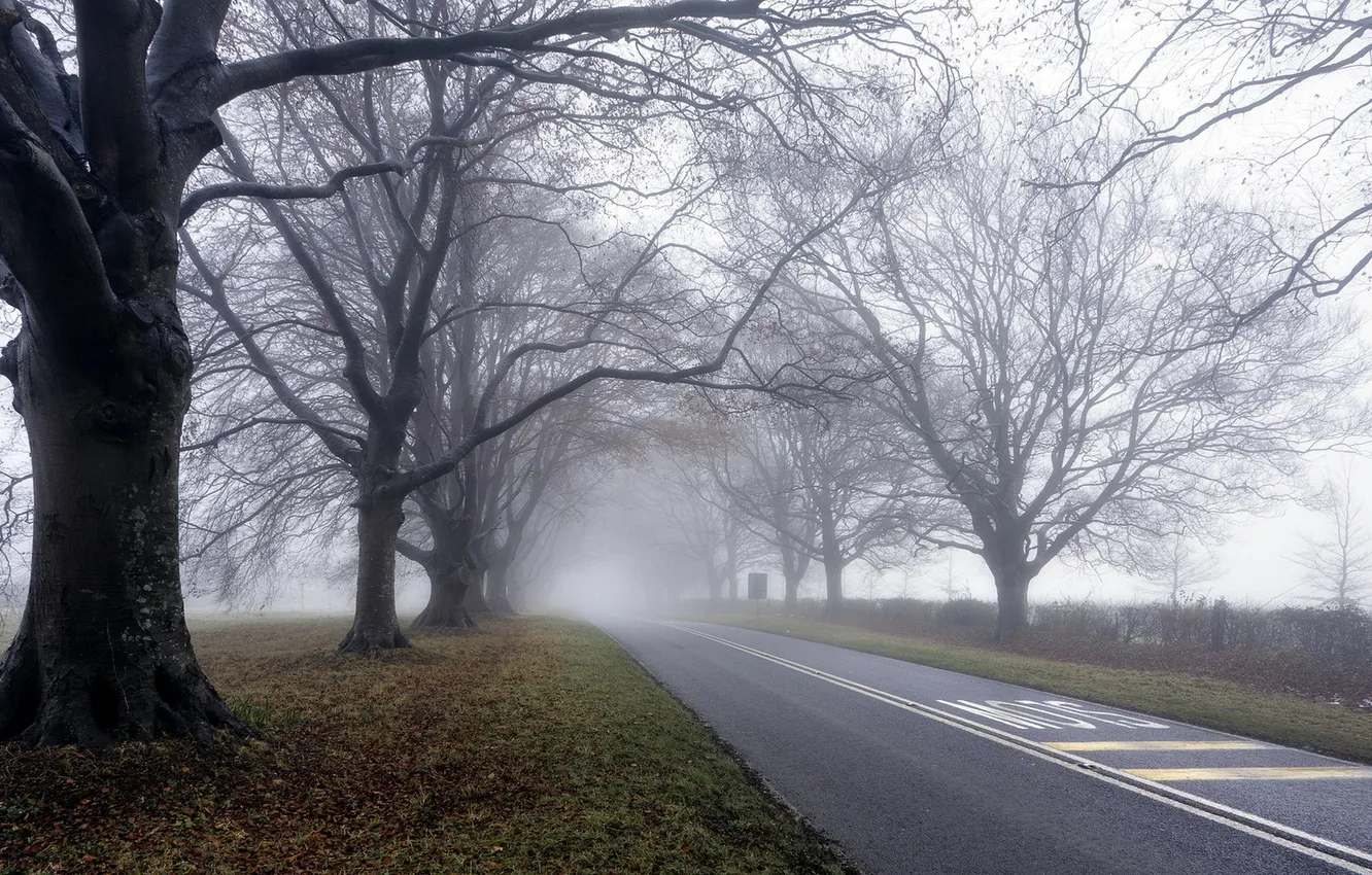 Photo wallpaper road, trees, landscape, fog, morning
