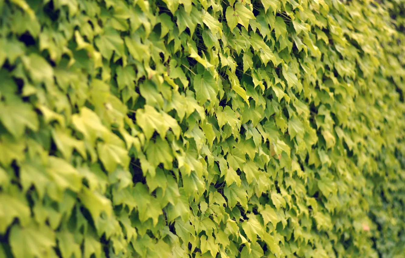 Photo wallpaper leaves, nature, plants, 2560 x 1600