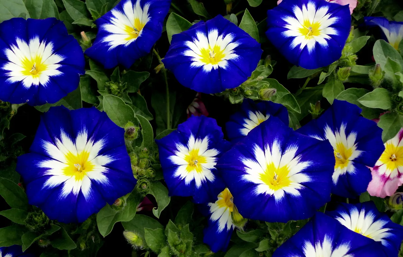 Photo wallpaper flowers, white, Blue