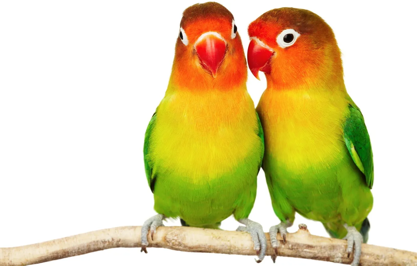 Photo wallpaper colorful, parrot, Parrot, a couple, two, lovebird, lovebirds, Parakeets