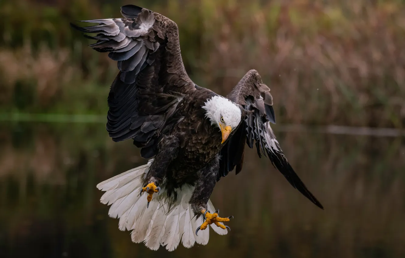 Photo wallpaper water, bird, predator, claws, hunting, bald eagle