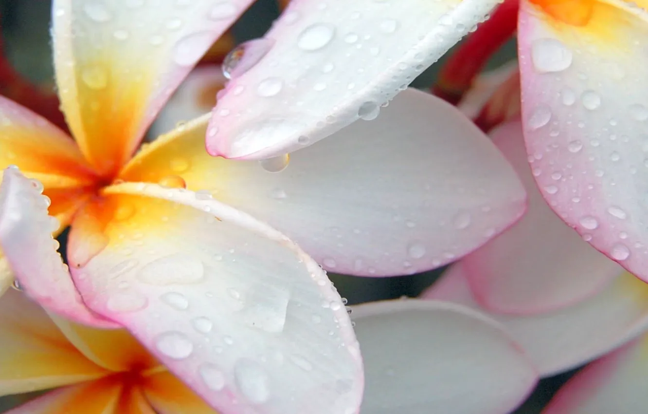 Photo wallpaper water, drops, macro, flowers, petals, plumeria, frangipani