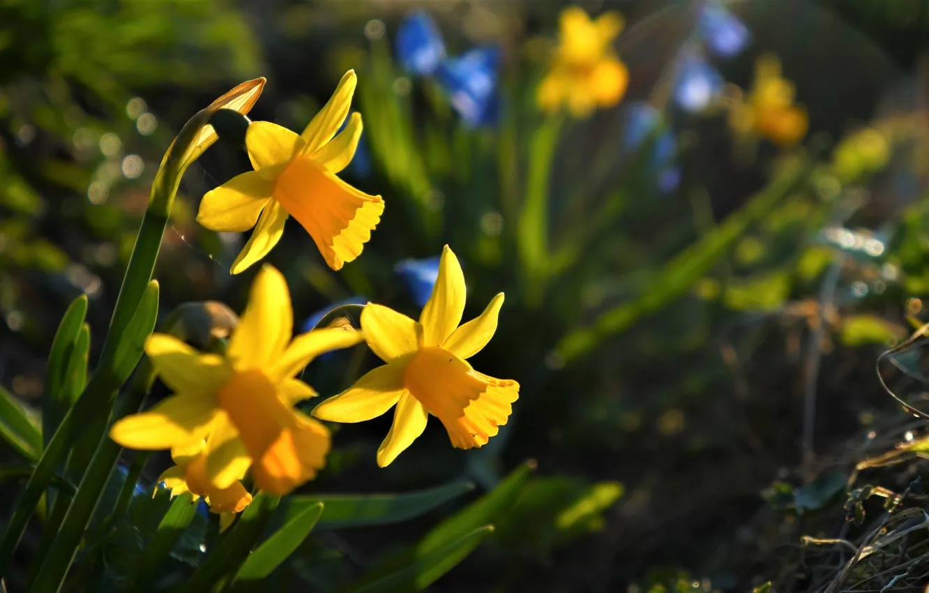 Photo wallpaper flower, spring, narcyz