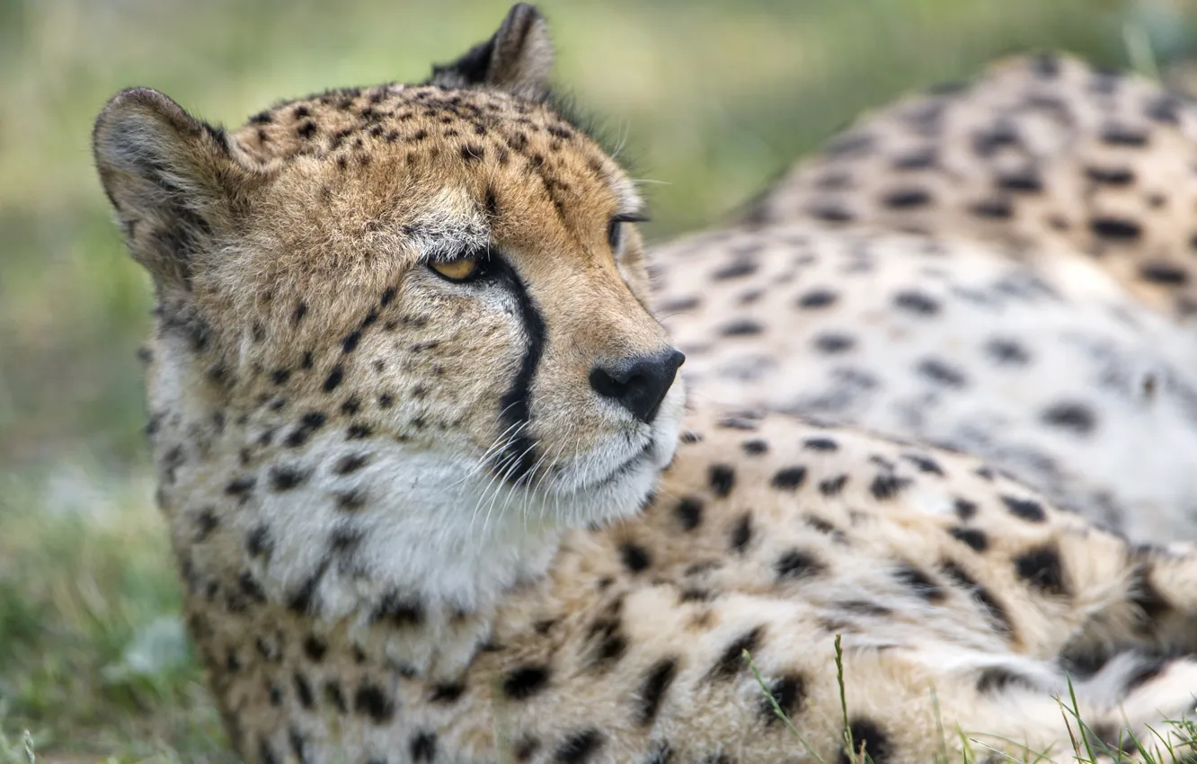 Photo wallpaper face, predator, Cheetah, wild cat
