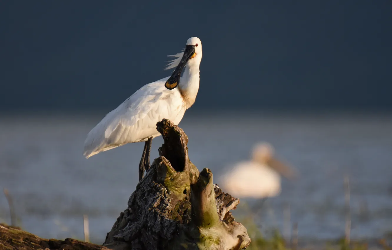 Photo wallpaper bird, bokeh, Gerchev Nikolay, An ordinary cowl