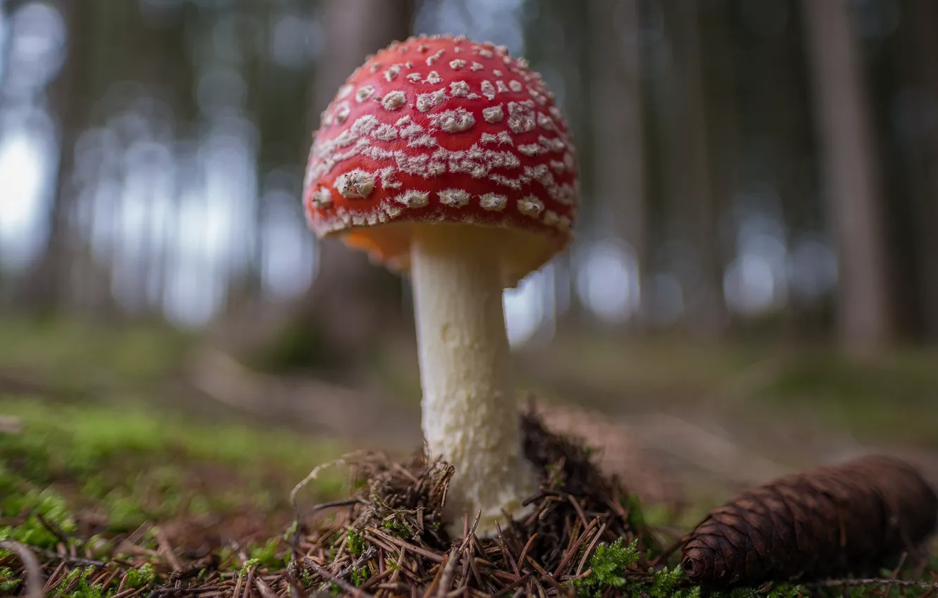 Photo wallpaper forest, mushroom, mushroom, bump