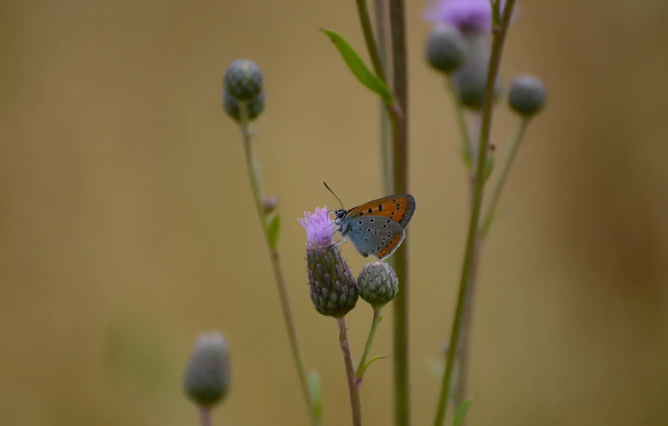 Photo wallpaper macro, nature, background, butterfly, barb, sitting