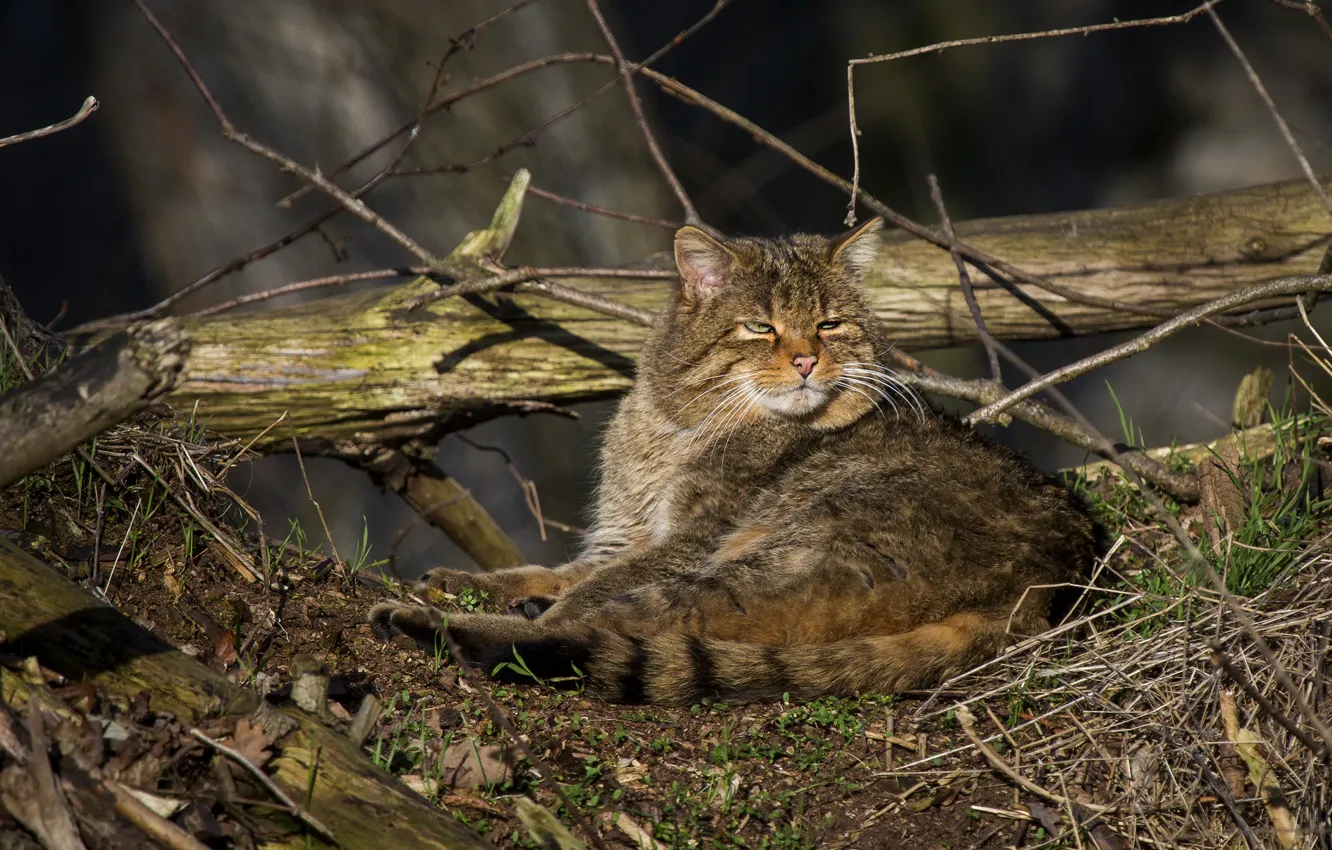 Photo wallpaper cat, branches, nature, lies, log, wildcat, wild cat