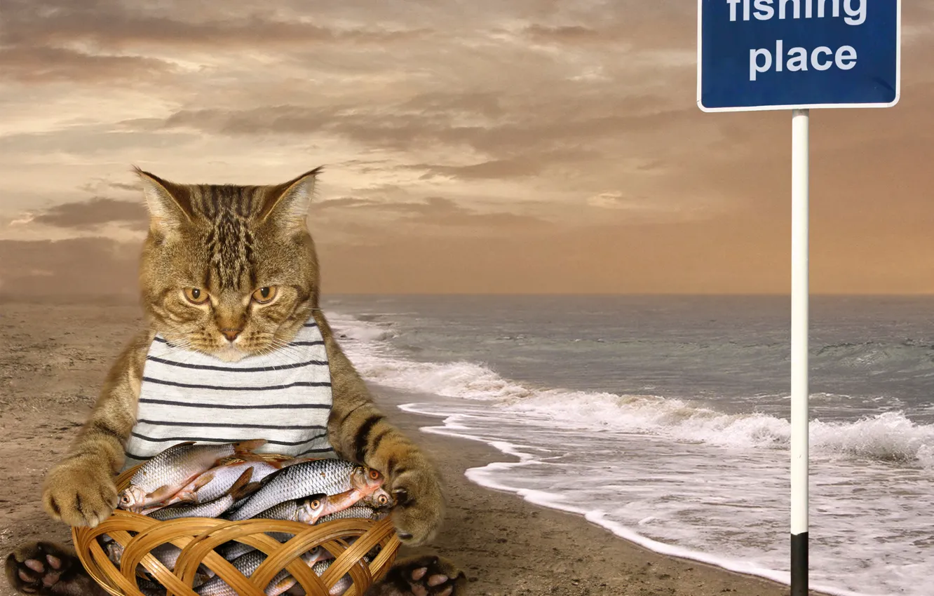 Photo wallpaper cat, fish, catch