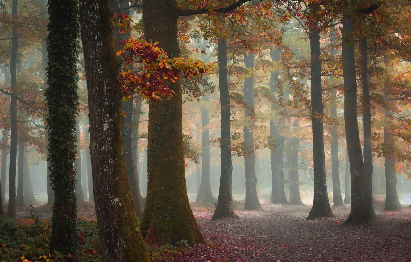 Photo wallpaper autumn, forest, fog