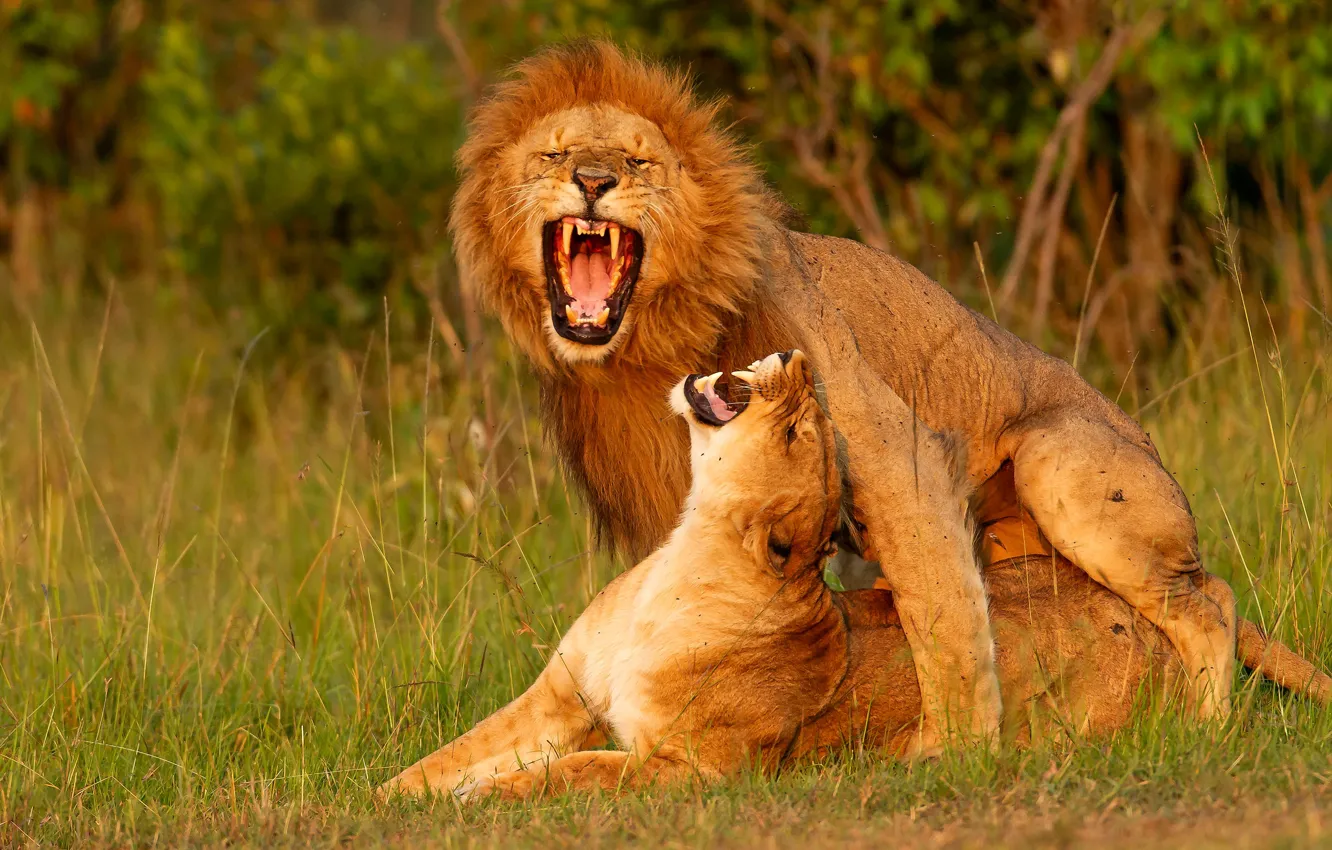Photo wallpaper love, pose, passion, Leo, mouth, pair, lions, lioness