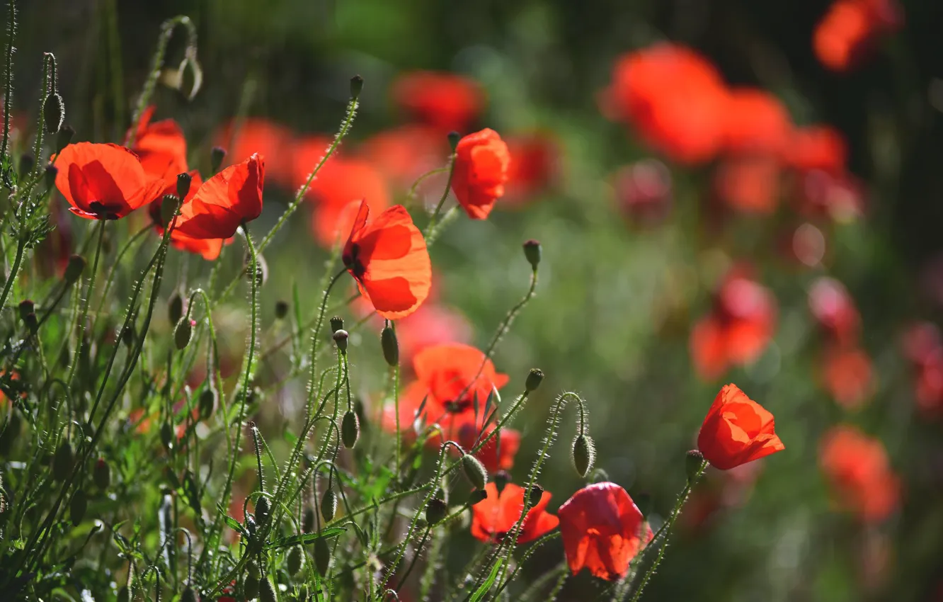 Photo wallpaper summer, light, flowers, red, glade, Maki, buds, bokeh