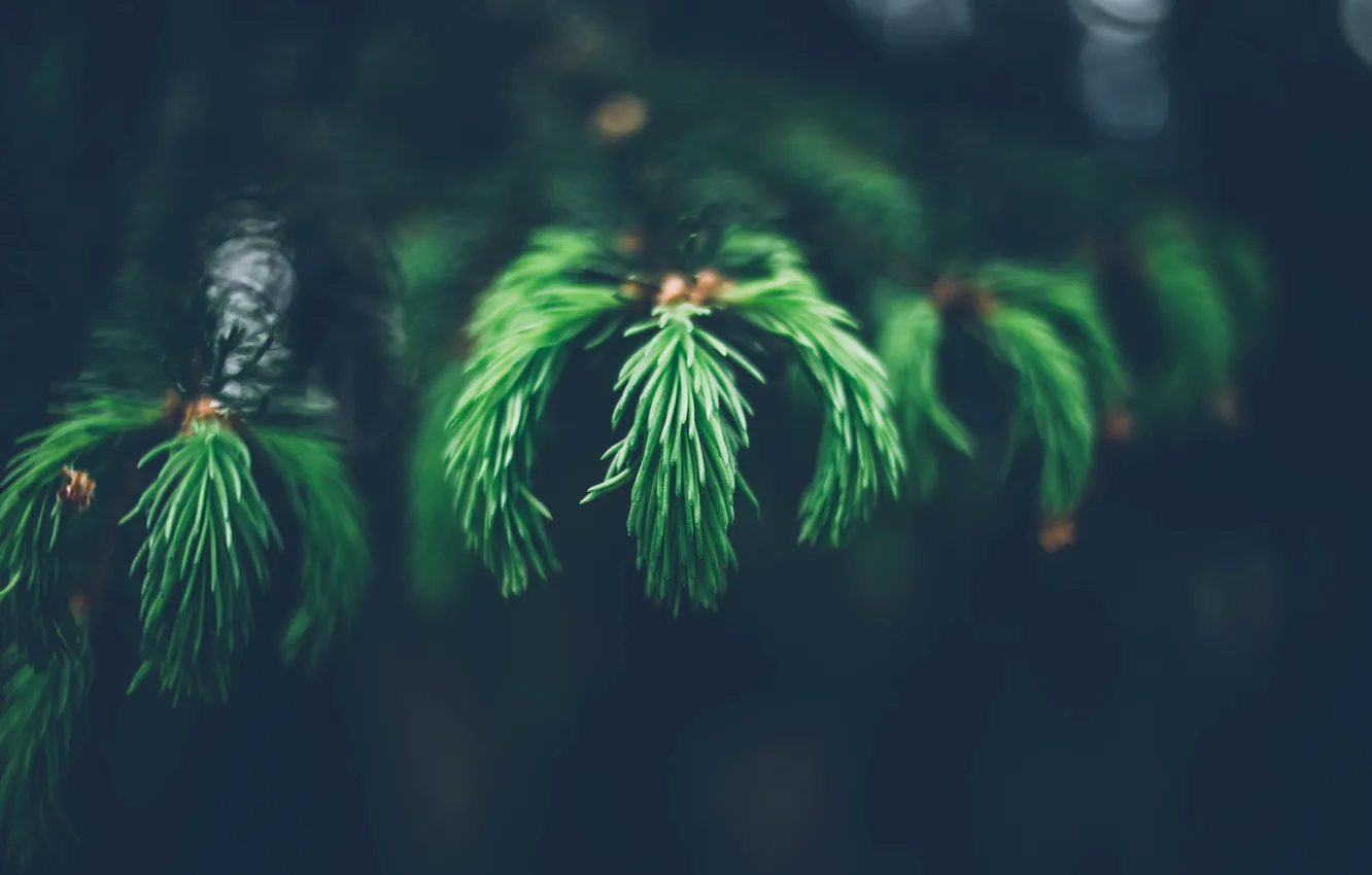 Photo wallpaper macro, needles, branches, needles, pine