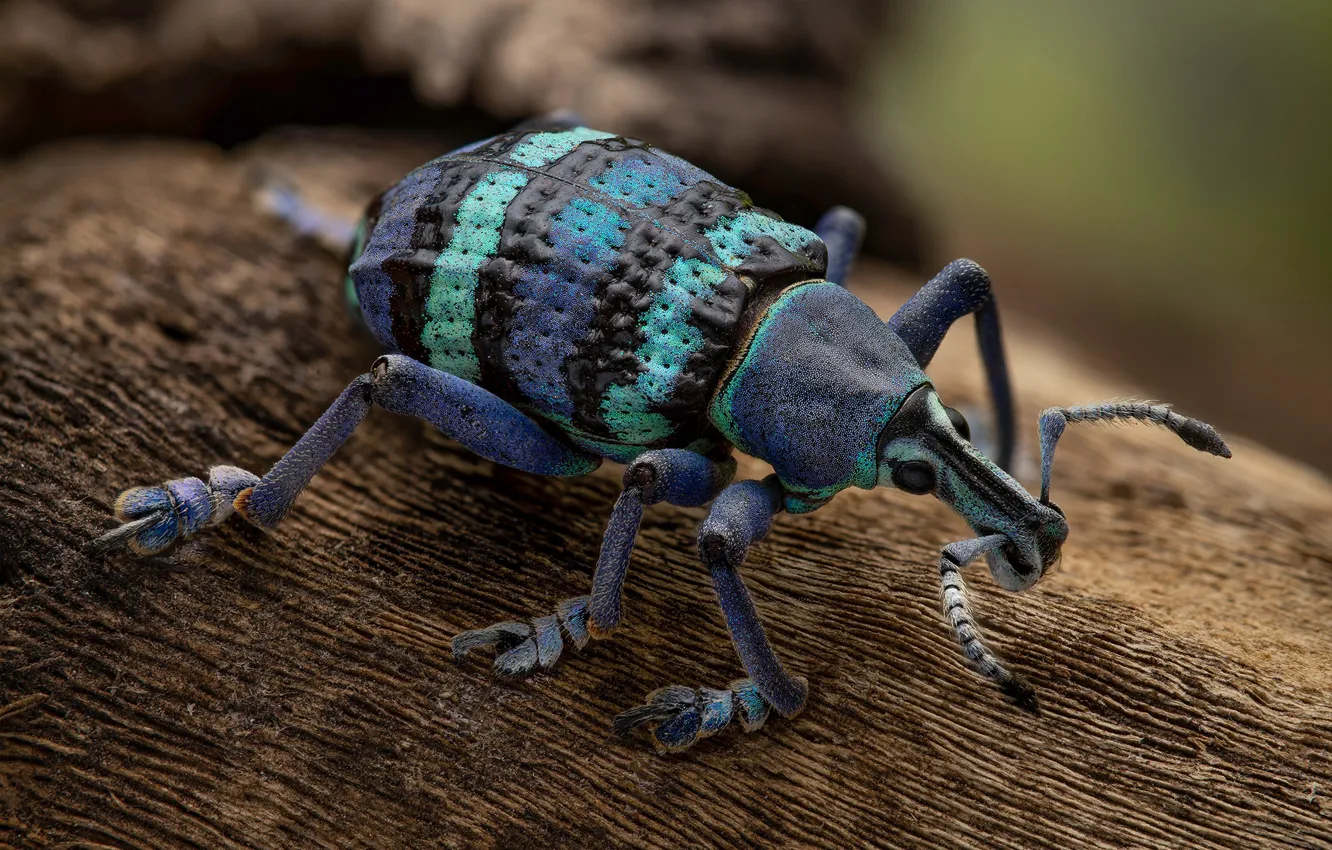 Photo wallpaper purple, macro, background, beetle, insect, bark, striped, weevil