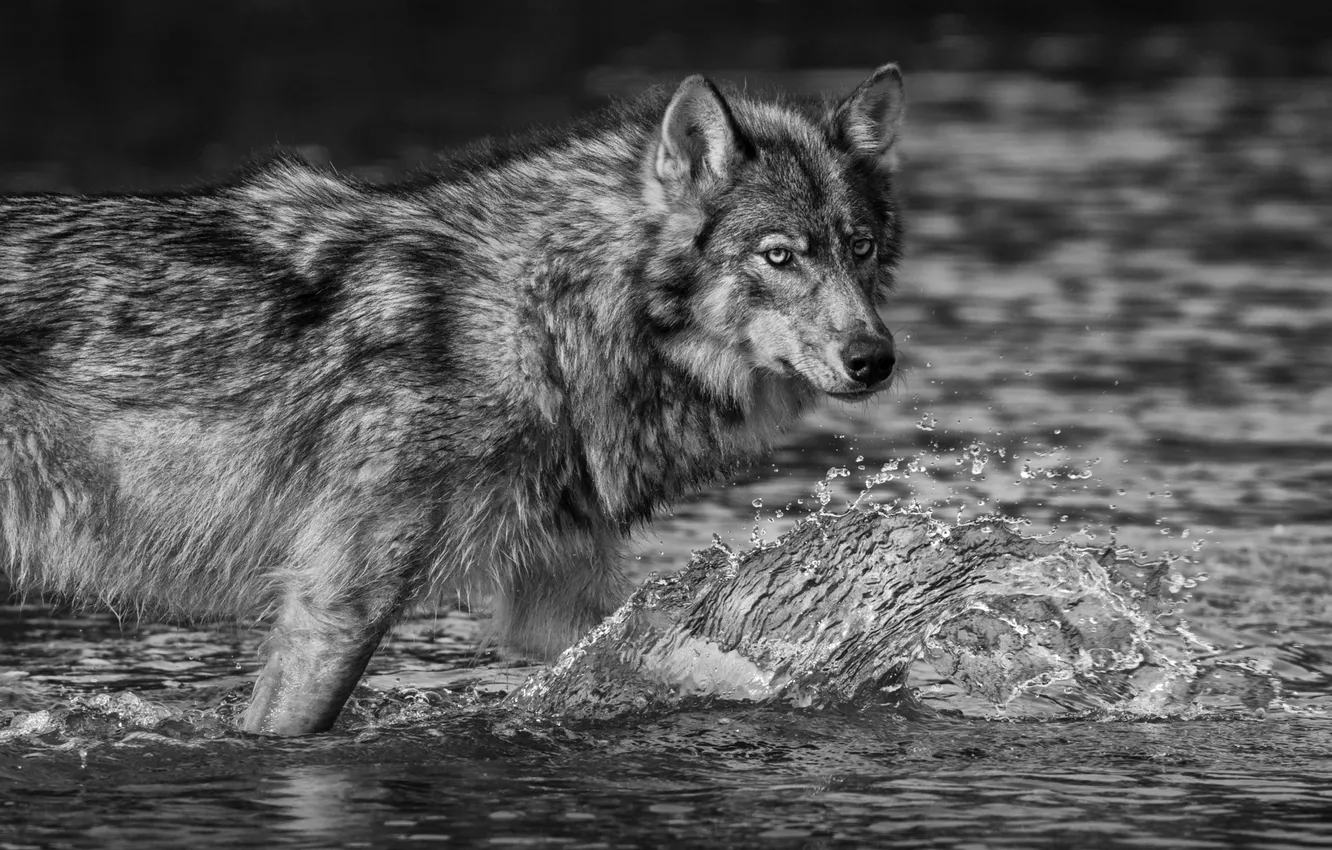 Photo wallpaper fantasy, Predator, nature, art, snow, face, animal, wolf