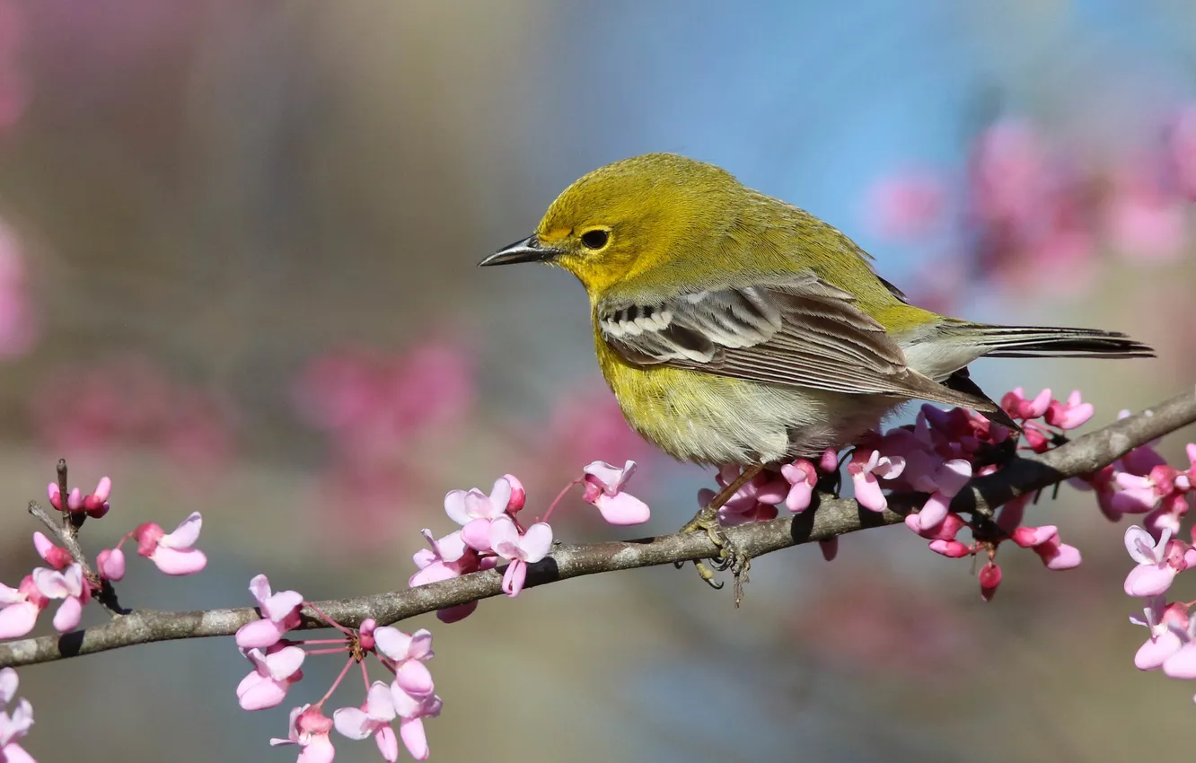 Photo wallpaper flowers, bokeh, bird, flowering, branches, spring