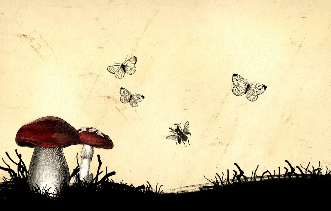 Photo wallpaper figure, mushrooms, insect