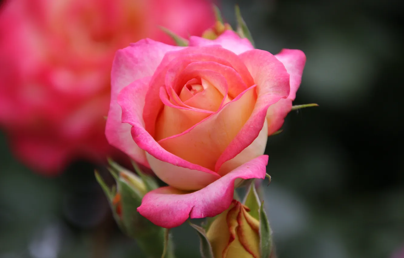 Photo wallpaper roses, pink, buds